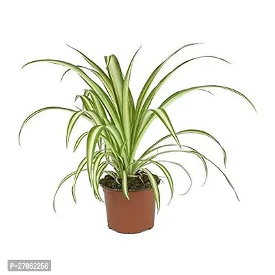 Spider/Chlorophytum Indoor Plant with Plastic Pot, Black, Medium, 1 Piece