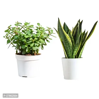 Combo 2 Pcs Snake Plant And Jade Plant Good Luck Plant Snake  Jade Plant Indoor  Plant-thumb0