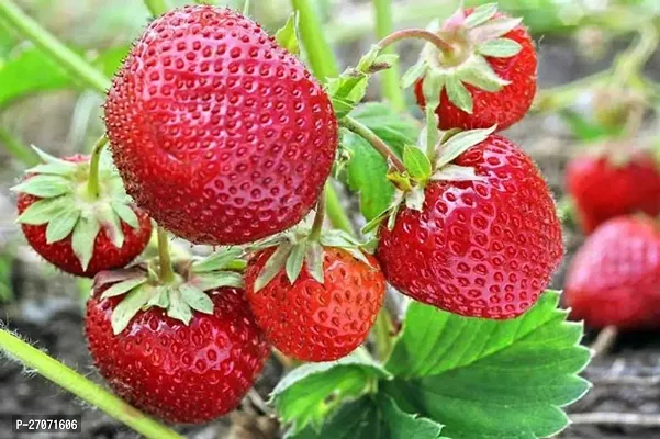 Sweet Strawberry plant Original Healthy Plant