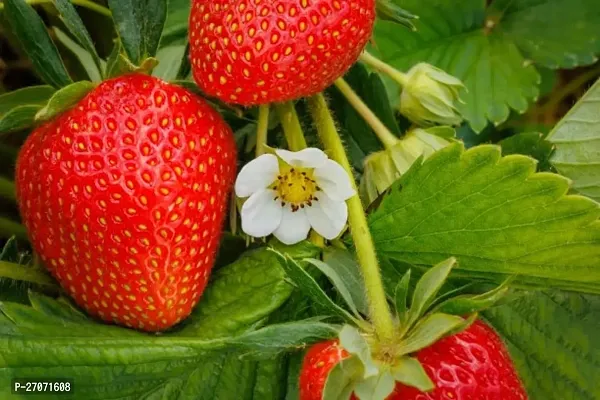 Sweet Strawberry plant Original Healthy Plant-thumb0