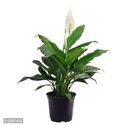 Peace Lily Flower Plant