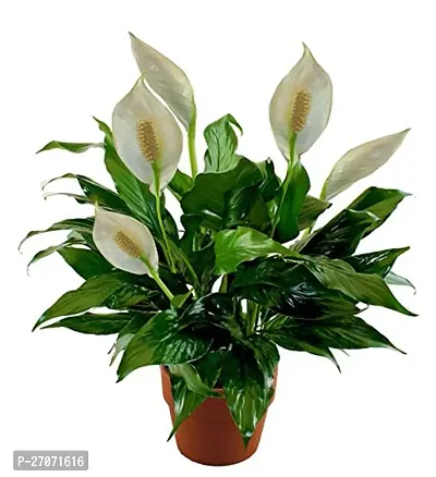 Peace Lily Flower Plant-thumb0