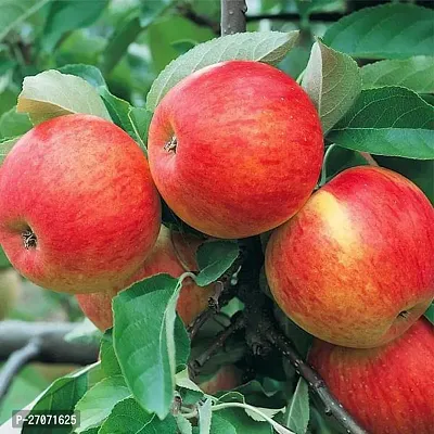 Kashmiri Red Ber Apple Fruit Plant-thumb0