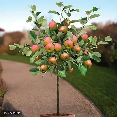 Kashmiri Red Ber Apple Fruit Plant-thumb0