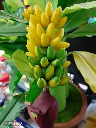 Banana plant-thumb0