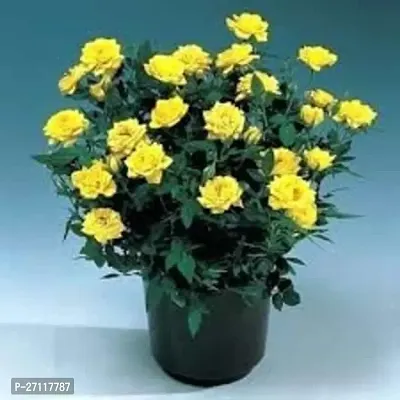 Yellow Rose Plant