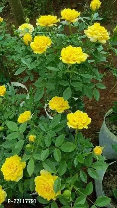 Yellow Rose Plant