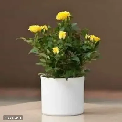 Yellow Rose Plant-thumb0