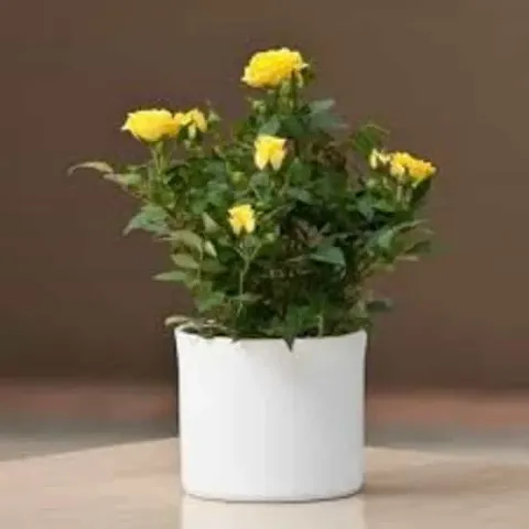 New Arrival Plant & Planters 