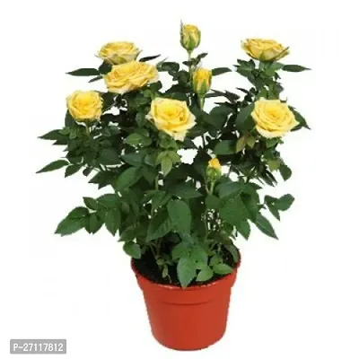 Yellow Rose Plant-thumb0