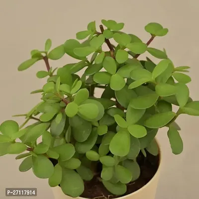 Jade plant