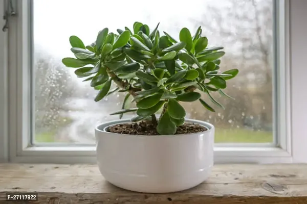 Jade plant-thumb0