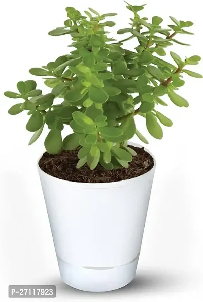 Jade plant