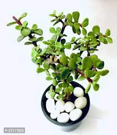Jade plant-thumb0