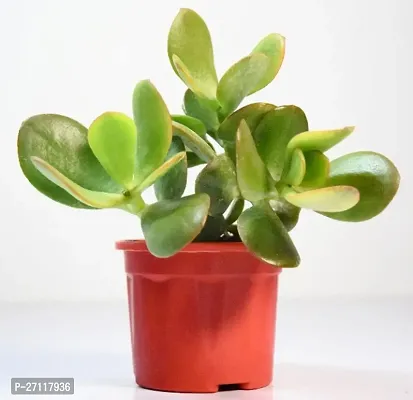 Jade plant