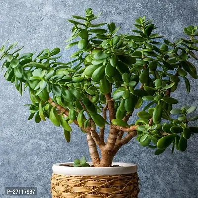 Jade plant