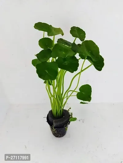 Chinese Money Plant [Chinese Coin Plant] - Living Room Easy to Grow Healthy Plant with Pot