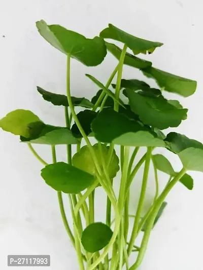 Chinese Money Plant [Chinese Coin Plant] - Living Room Easy to Grow Healthy Plant with Pot