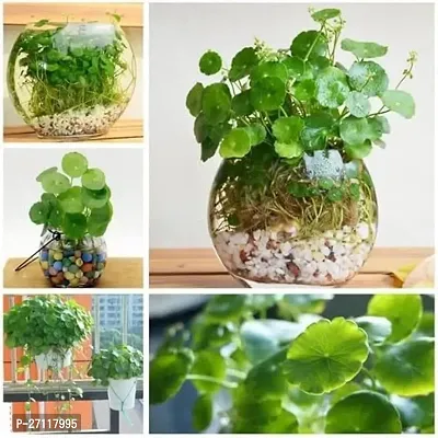 Chinese Money Plant [Chinese Coin Plant] - Living Room Easy to Grow Healthy Plant with Pot-thumb0