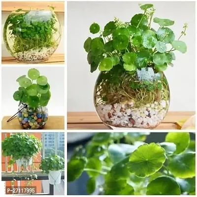 Chinese Money Plant [Chinese Coin Plant] - Living Room Easy to Grow Healthy Plant with Pot