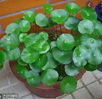 Chinese Money Plant [Chinese Coin Plant] - Living Room Easy to Grow Healthy Plant with Pot