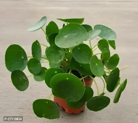 Chinese Money Plant [Chinese Coin Plant] - Living Room Easy to Grow Healthy Plant with Pot-thumb0