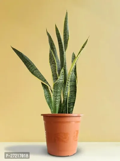 snake plant