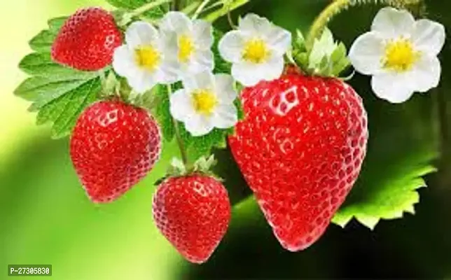 Sweet Strawberry plant Original Healthy Plant-thumb0