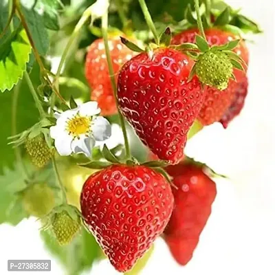 Sweet Strawberry plant Original Healthy Plant-thumb0