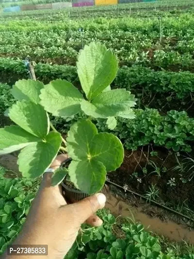 Sweet Strawberry plant Original Healthy Plant