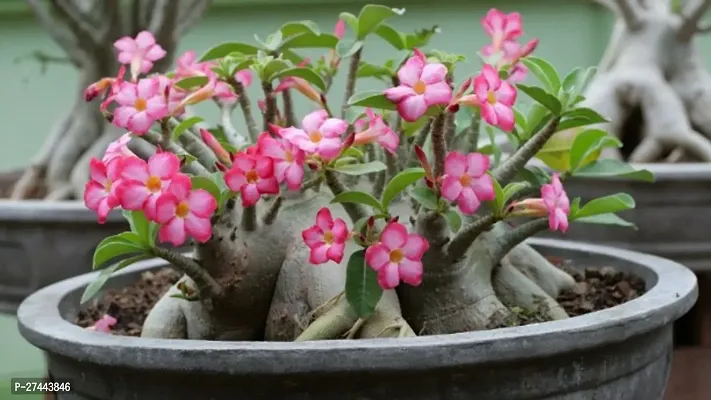 Adenium plant-thumb0