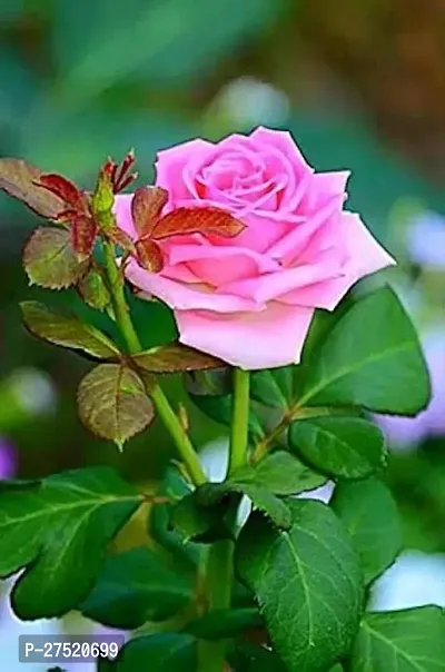 Rose plant