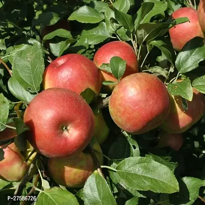 Fresh Apple Trees for Your Garden-thumb0