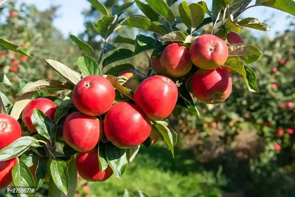 Healthy Apple Fruit Plants-thumb0