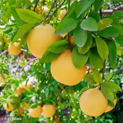 HYBRID LEMON PLANT