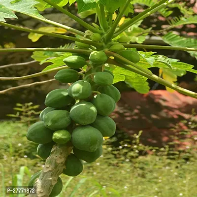 Green Papaya Plant-thumb0