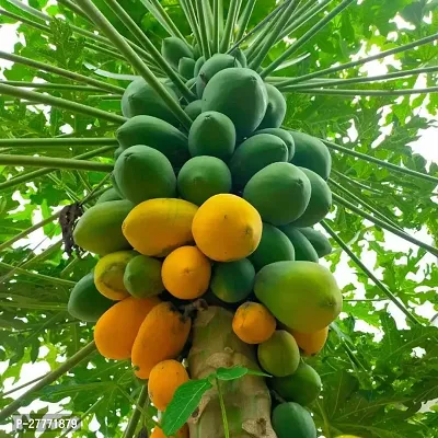 Green Papaya Plant