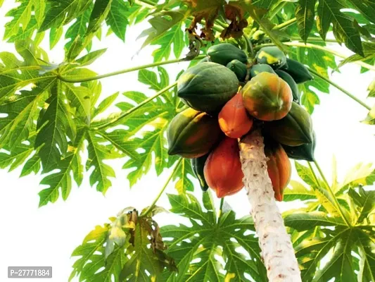 Green Papaya Plant