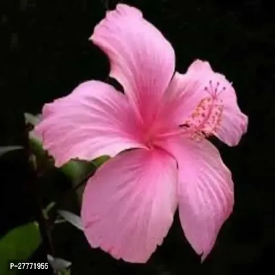 Pink Hibiscus Flower plant-thumb0