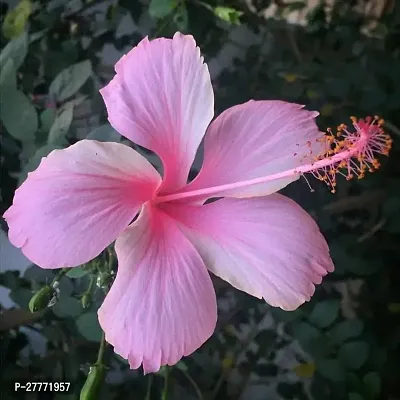 Pink Hibiscus Flower plant-thumb0