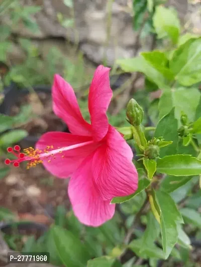 Pink Hibiscus Flower plant-thumb0