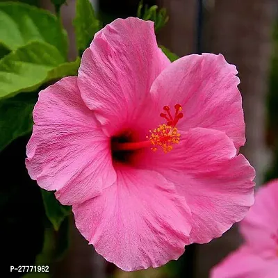 Pink Hibiscus Flower plant