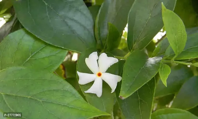 Shiuli /AParijat/ Night Jasmine Flowers Plant-thumb0