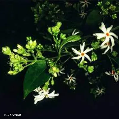 Shiuli /AParijat/ Night Jasmine Flowers Plant