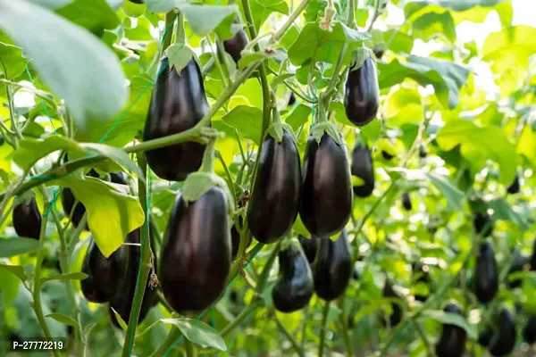 All Time Brinjal Plant