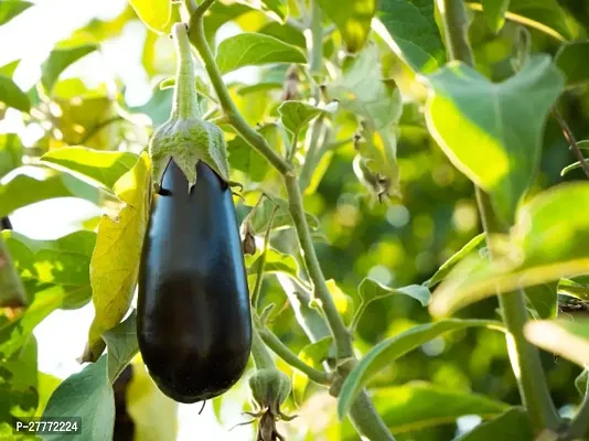 All Time Brinjal Plant-thumb0