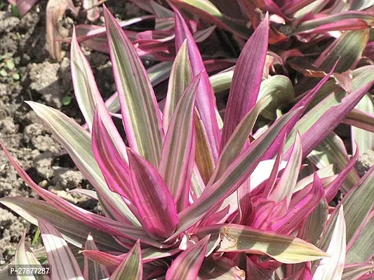 Moses in the cradle plant