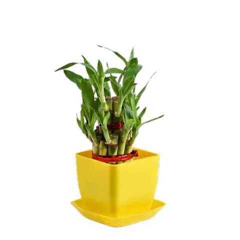 Peaceful Growth - 2 Layer Lucky Bamboo Plant