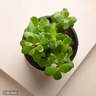 Jade Plant for Home-thumb0