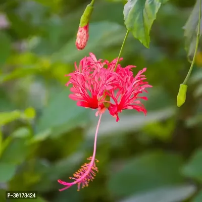 Jumko joba flower plant-thumb3